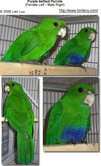 Purple Parakeets