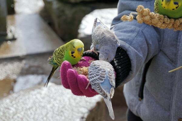 Tips For Taming A Budgie