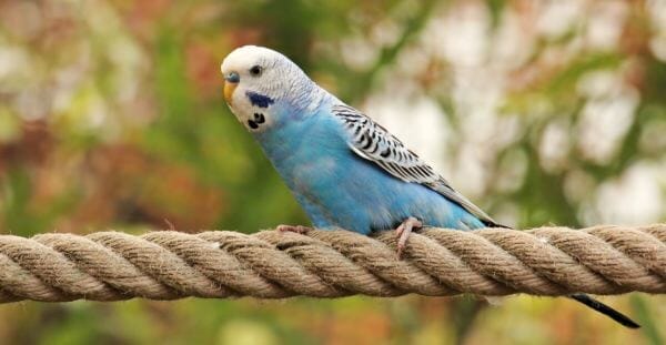 are watermelon seeds safe for budgies?