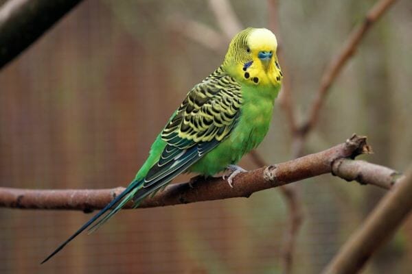 What To Do With A Dead Budgie
