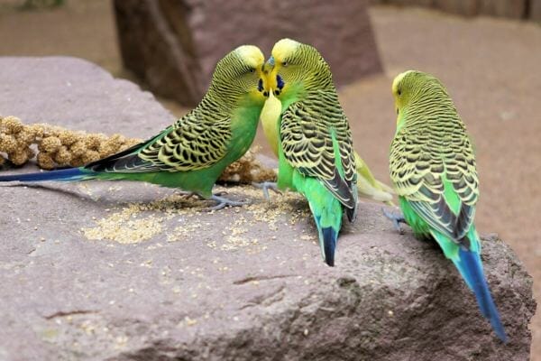Why Budgies Bite