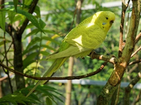 Can budgies eat bamboo leaves?