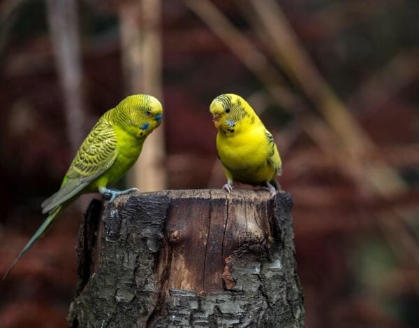 do budgies need another budgie?