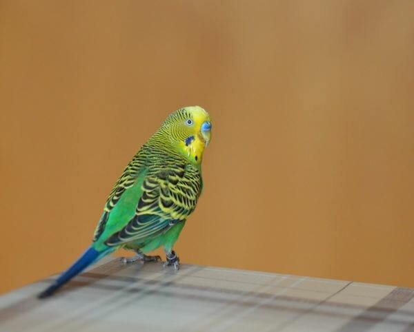 How to help grieving budgies