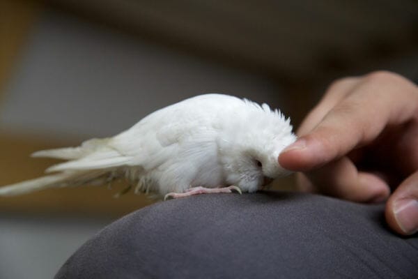 A quiet budgie is often depressed