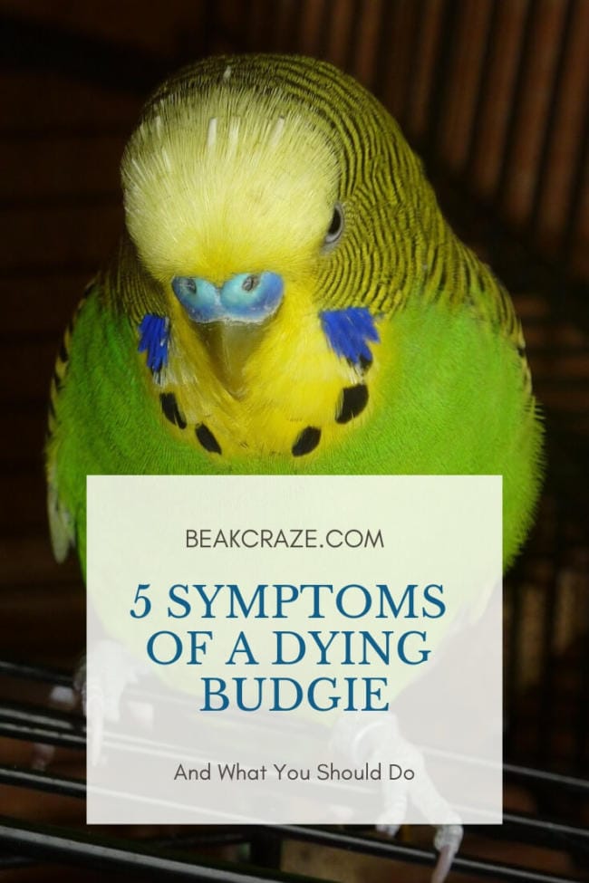 Is My Budgie Dying?