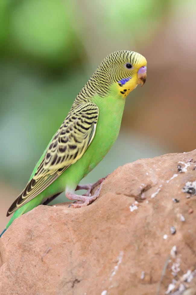 Good treats for budgies sale