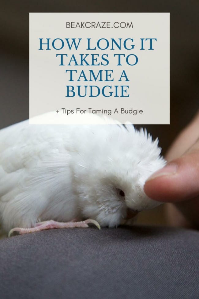 How Long Does It Take To Tame A Budgie?