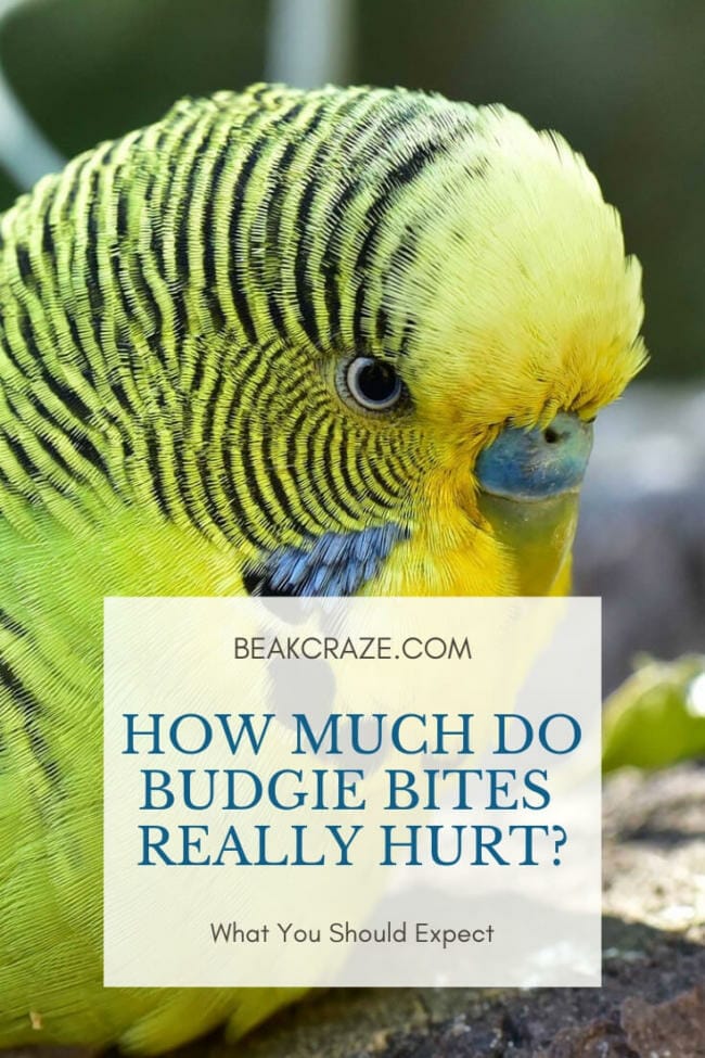 Here Is How Much Budgie Bites Hurt