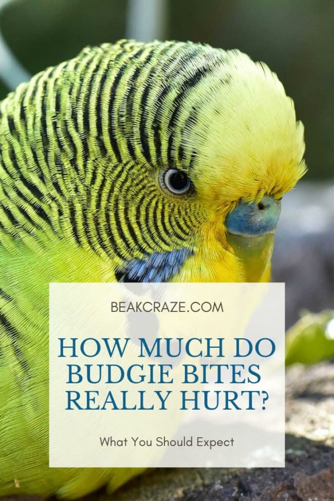 Does It Hurt When A Budgie Bites?