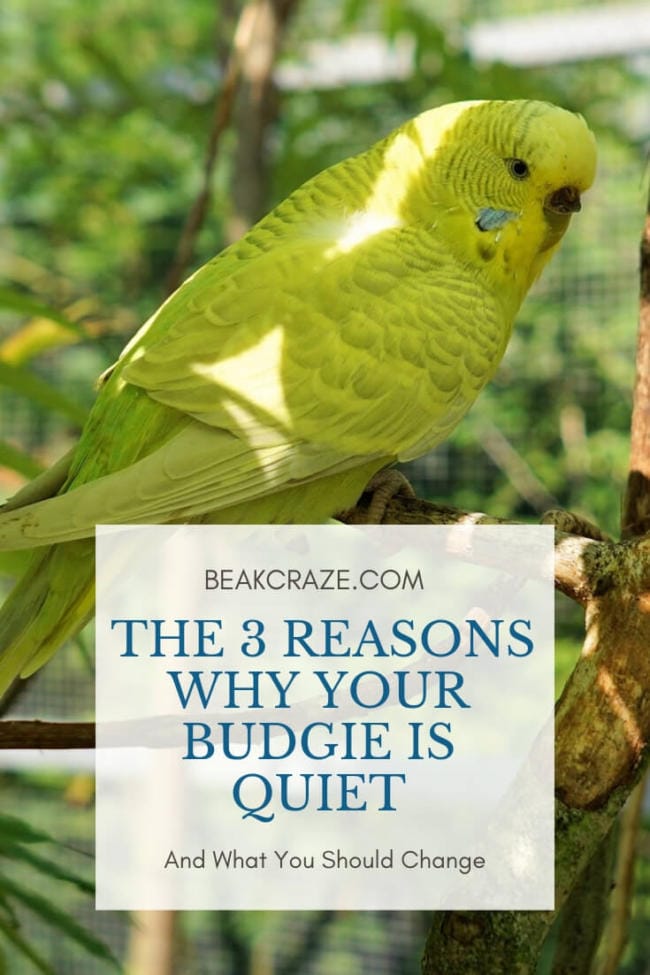 The 3 Reasons Why Your Budgie Is Quiet