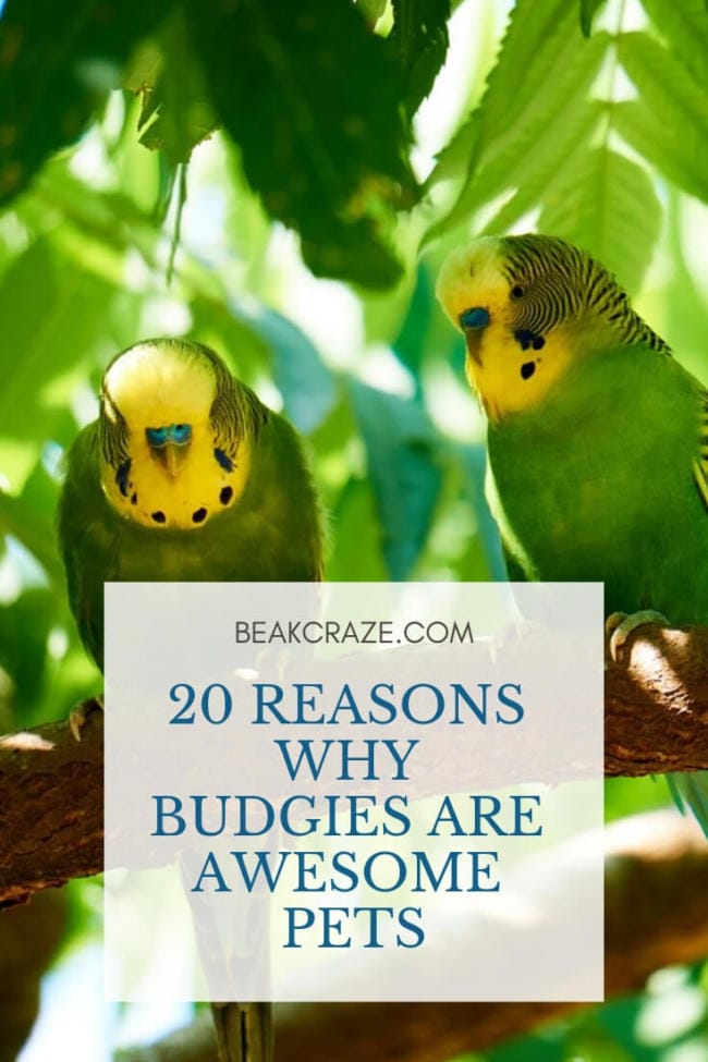 20 Reasons Why Budgies Are Awesome Pets