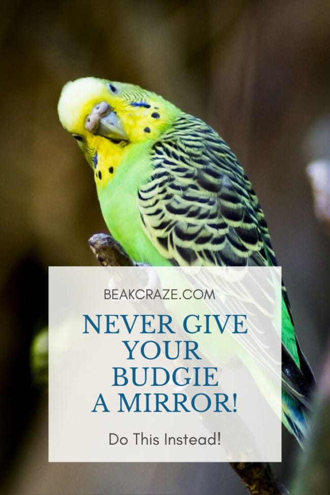 Should You Give Your Budgie A Mirror?