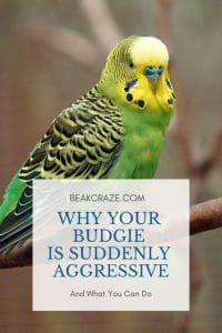 Why Is My Budgie Suddenly Aggressive?