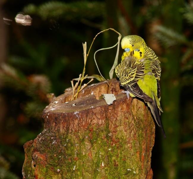 Budgies and mealworms