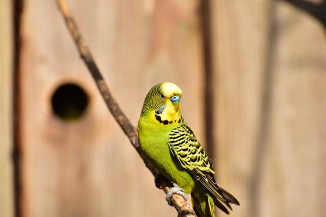 Why Do Budgies Bite?