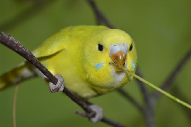 How To Stop A Budgie From Biting?