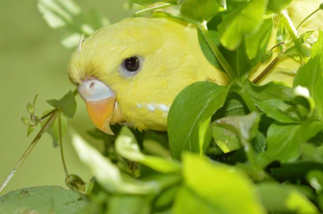 Why do female budgies bob their heads?