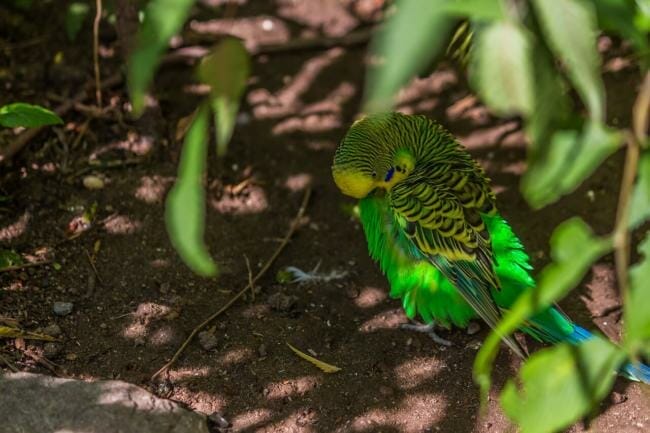 Budgies Bite For Privacy