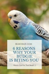 6 Reasons Why Your Budgie Is Biting You