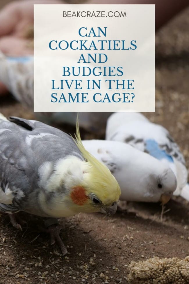 Can Cockatiels And Budgies Live In The Same Cage?