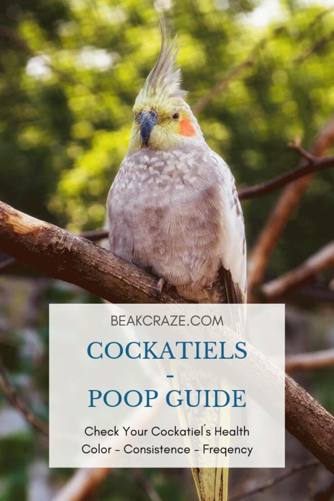 How to check your Cockatiel´s health by looking at its droppings