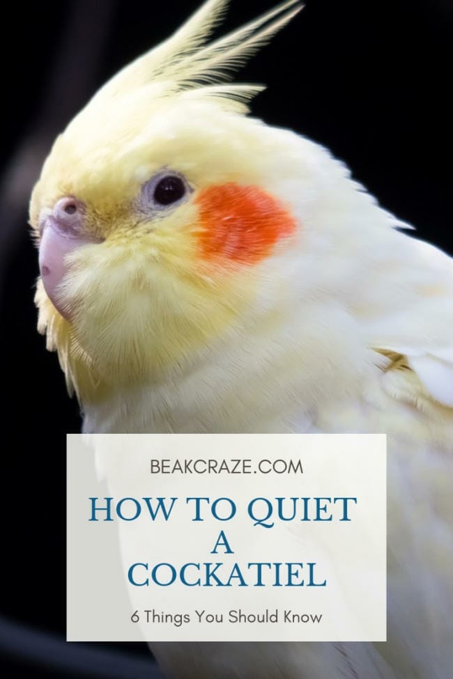 How To Quiet A Cockatiel