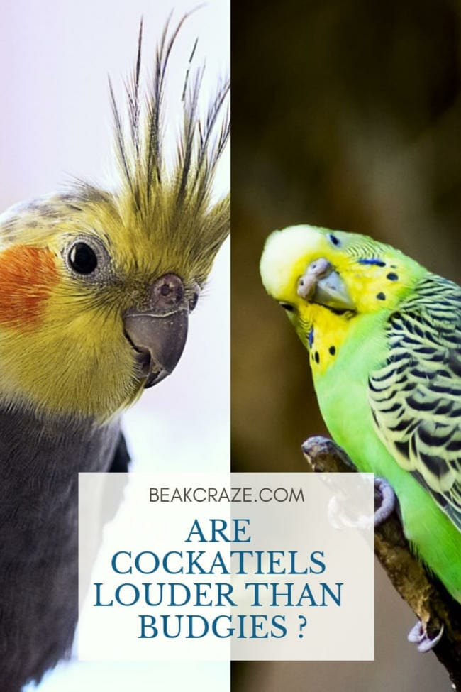 Are Cockatiels Louder Than Budgies?