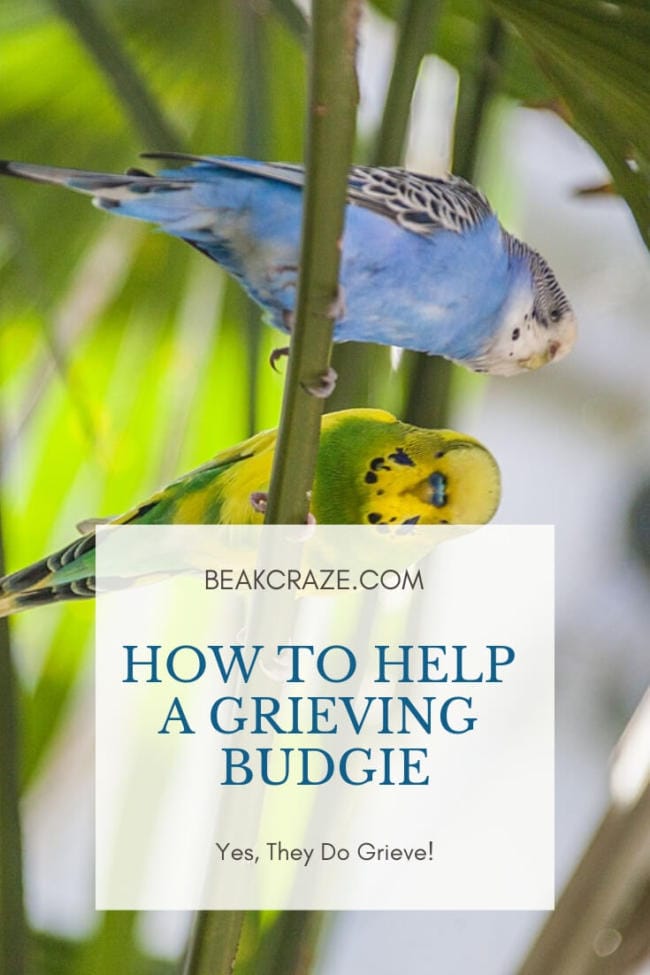 Do Budgies Grieve? If yes, how can you help?
