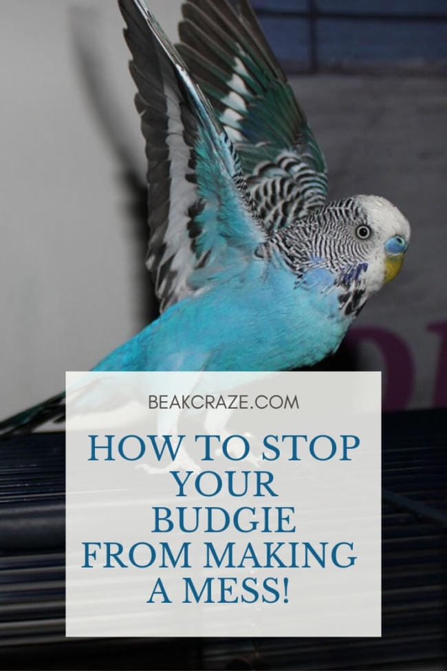 How To Stop Your Budgie From Making A Mess
