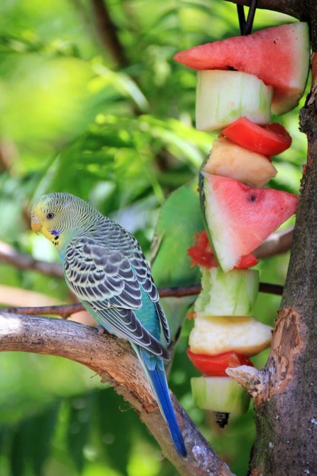 Budgies And Fruits