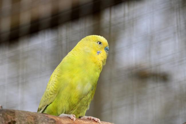 how can I help my budgie not being scared of me?