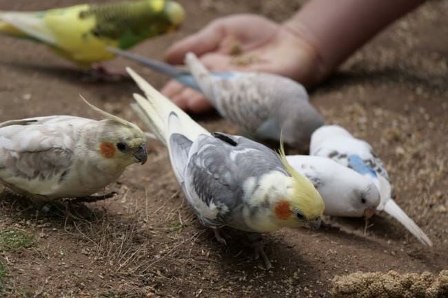 Budgies And Cockatiels Together