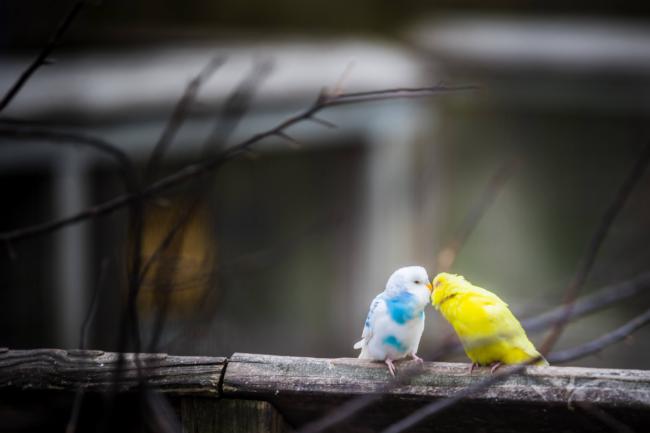 Do plastic perches hurt a budgie´s feet?
