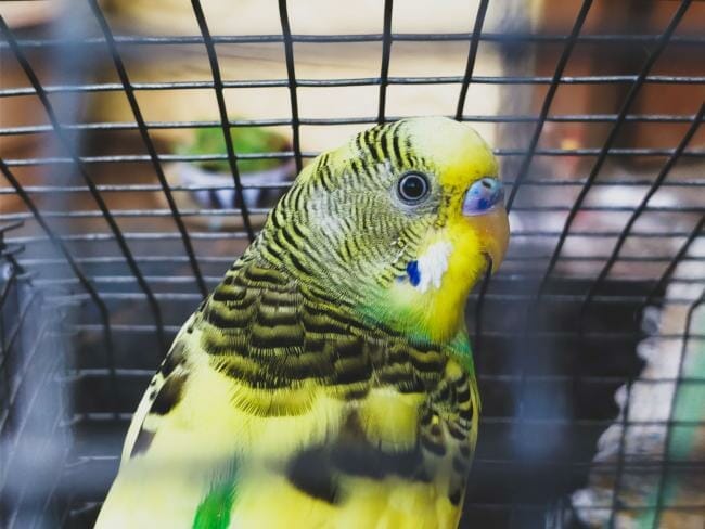 Are budgies popular?