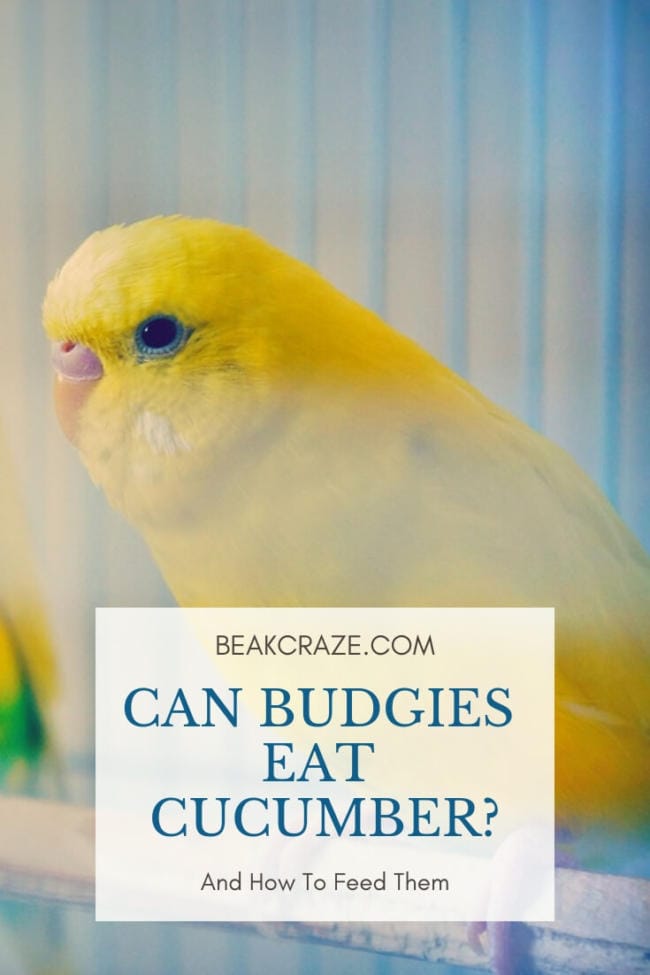 Why Cucumbers Are Incredibly Healthy For Budgies