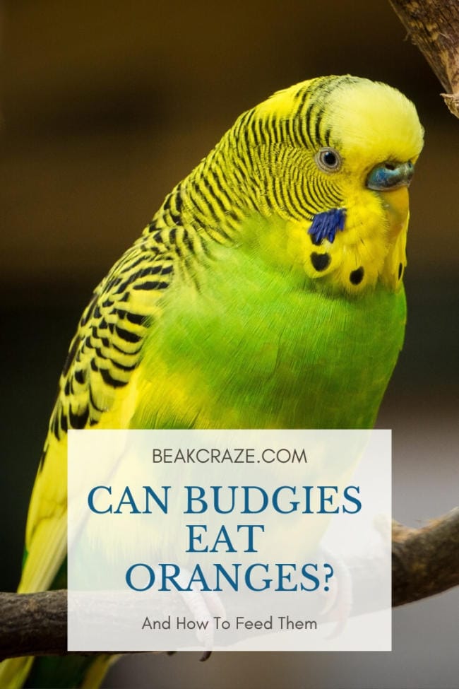 Can Budgies Eat Oranges?