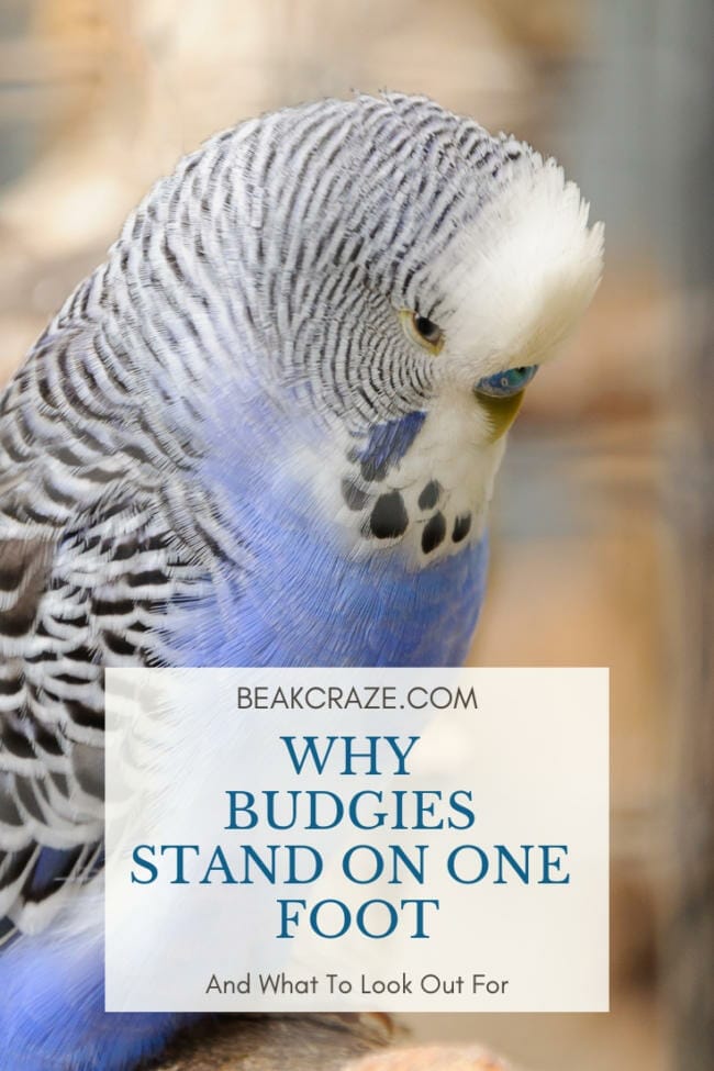 Why Do Budgies Stand On One Foot?