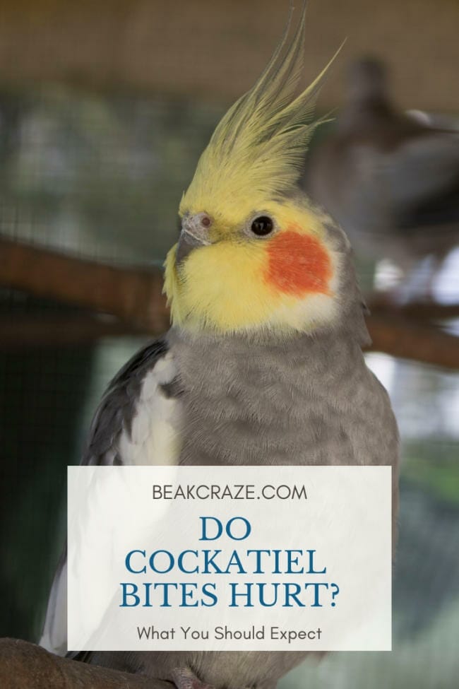 Do Cockatiel Bites Hurt?