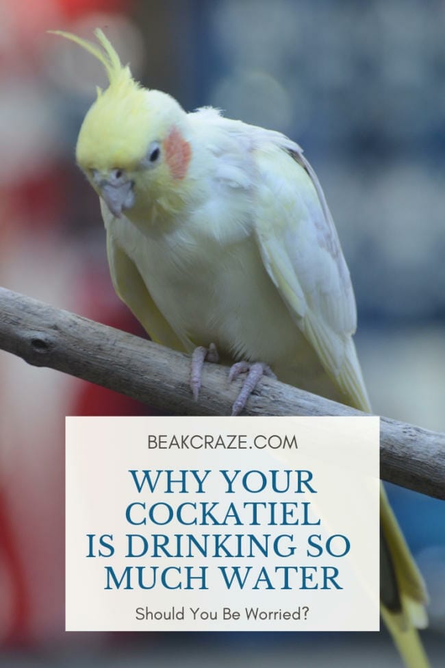Why Is My Cockatiel Drinking So Much Water?