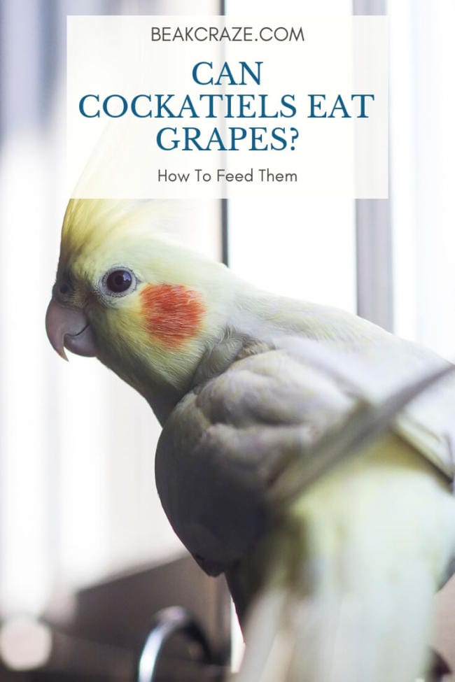 Can Cockatiels Eat Grapes? Be Careful!