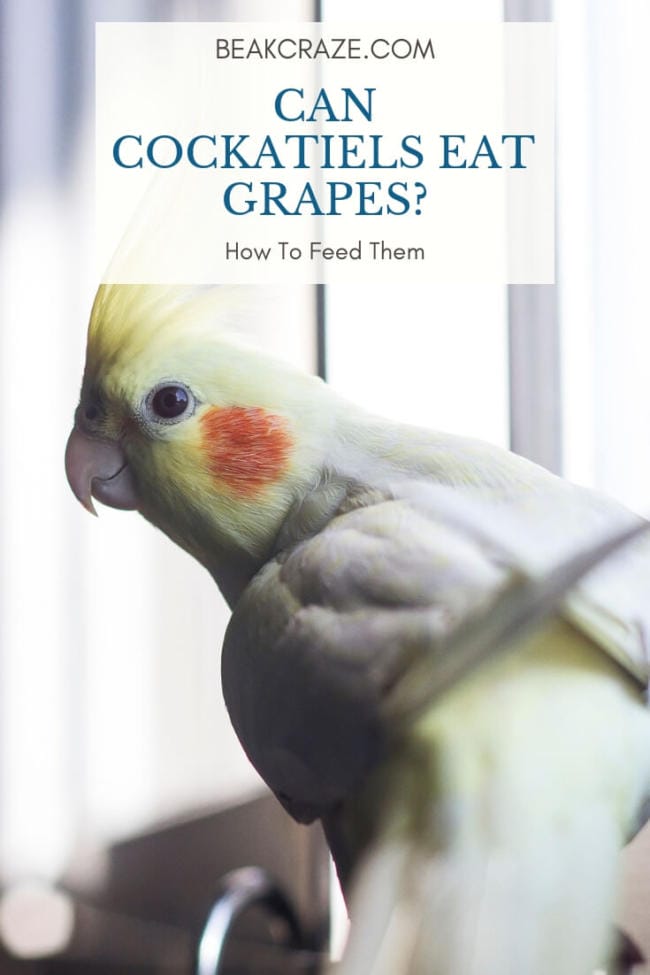 Can Cockatiels Eat Grapes?