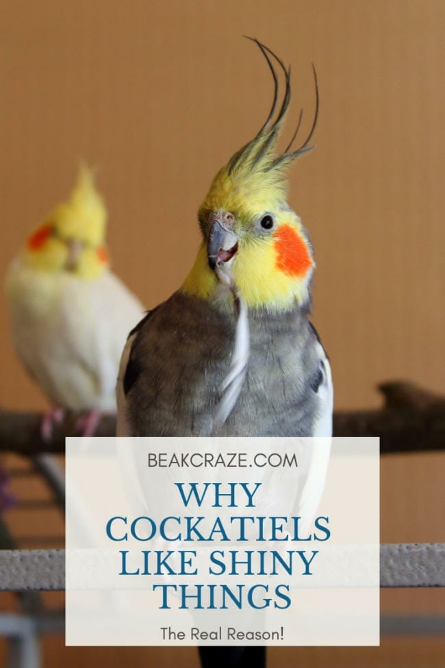 Why Do Cockatiels Like Shiny Things?