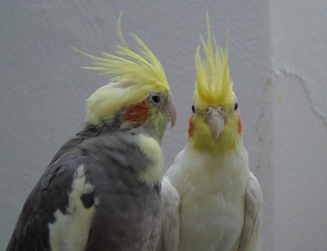 Do cockatiels dance?