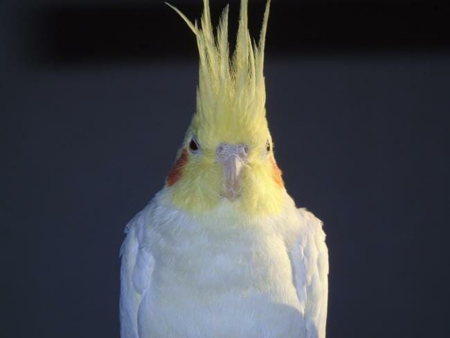Why Is My Cockatiel Biting