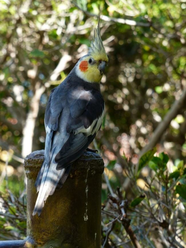 Cockatiels and grape seeds