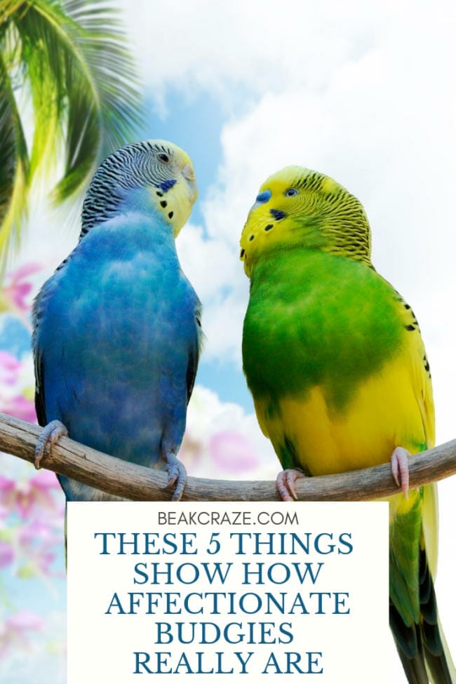 Are Budgies Affectionate?