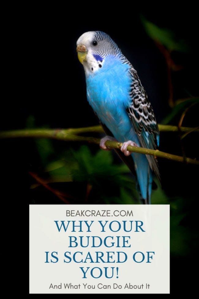 Why is my budgie scared of me?