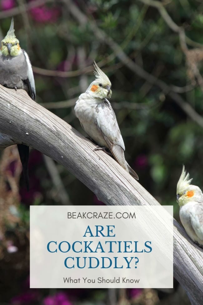 Are Cockatiels Cuddly?