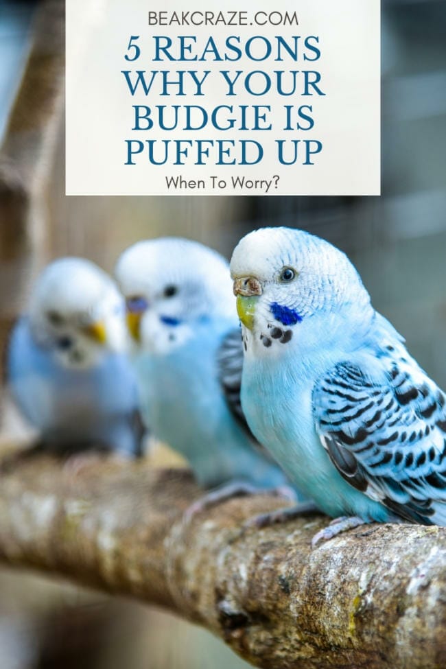 Why is my budgie puffed up?